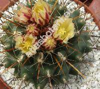 Thelocactus flavus (Thelocactus tulensis)