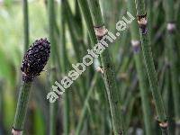 Equisetum japonicum