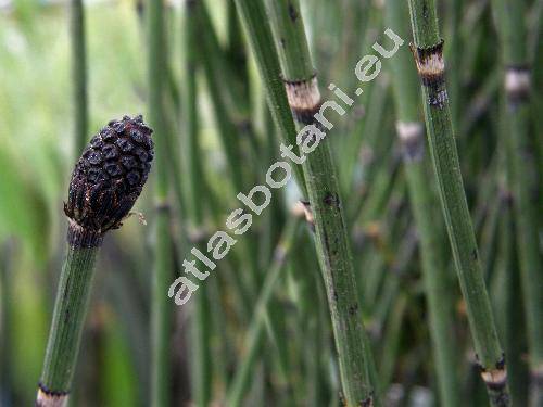 Equisetum japonicum