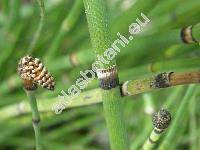 Equisetum japonicum