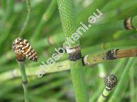 Equisetum japonicum