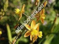 Bulbine frutescens (Bulbine frutescens (L.) Willd.)