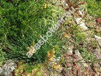Bulbine frutescens (Bulbine frutescens (L.) Willd.)