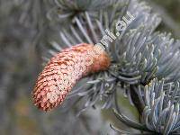 Cedrus atlantica 'Argentea'