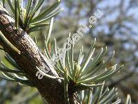 Cedrus atlantica 'Argentea'