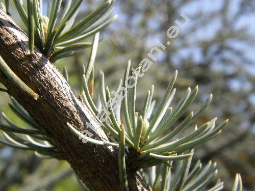 Cedrus atlantica 'Argentea'