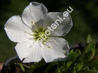 Arenaria montana L. (Alsine, Gypsophytum, Alsinanthus)
