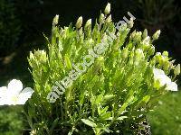 Arenaria montana L. (Alsine, Gypsophytum, Alsinanthus)