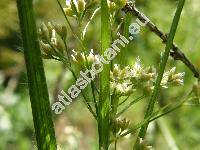 Luzula luzuloides (Lamk.) Dandy et Wilmott (Luzula albida (Hoffm.) DC., Luzula nemorosa (Pollich) E. Mey.)