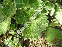 Potentilla megalantha (Potentilla fragiformis Willd.)