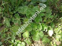 Potentilla megalantha (Potentilla fragiformis Willd.)