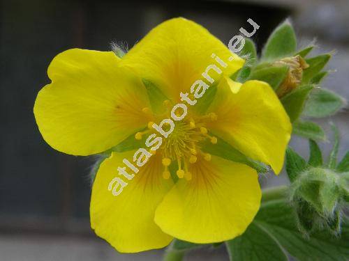 Potentilla megalantha (Potentilla fragiformis Willd.)