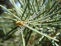 Abies concolor (Gord.) Lindl. ex Hildebr. (Abies grandis var. concolor, Picea concolor Gord., Pinus concolor (Gord.) Parl.)