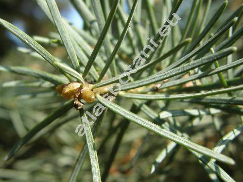 Abies concolor (Gord.) Lindl. ex Hildebr. (Abies grandis var. concolor, Picea concolor Gord., Pinus concolor (Gord.) Parl.)