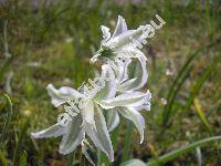 Ornithogalum boucheanum (Kunth) Aschers. (Myogalum boucheanum Kunth,  Albucea chlorantha (Sauter) Reich., Ornithogalum chloranthum Sauter in Koch)