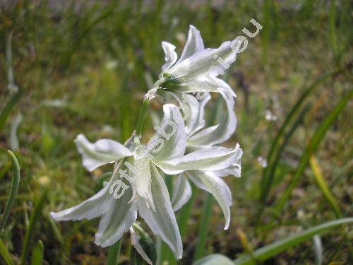 Ornithogalum boucheanum (Kunth) Aschers. (Myogalum boucheanum Kunth,  Albucea chlorantha (Sauter) Reich., Ornithogalum chloranthum Sauter in Koch)