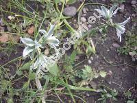 Ornithogalum boucheanum (Kunth) Aschers. (Myogalum boucheanum Kunth,  Albucea chlorantha (Sauter) Reich., Ornithogalum chloranthum Sauter in Koch)