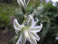 Ornithogalum boucheanum (Kunth) Aschers. (Myogalum boucheanum Kunth,  Albucea chlorantha (Sauter) Reich., Ornithogalum chloranthum Sauter in Koch)