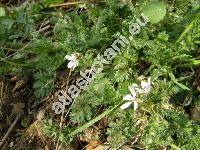 Erodium neuradifolium Delile (Erodium aegyptiacum Boiss.)