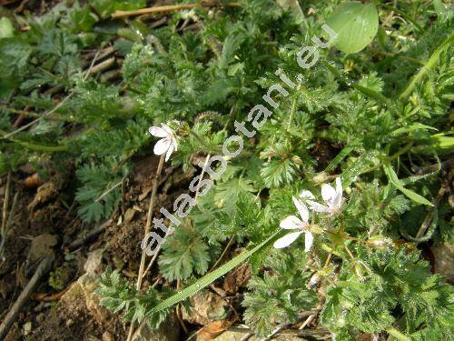 Erodium neuradifolium Delile (Erodium aegyptiacum Boiss.)