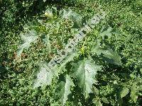 Datura stramonium L.