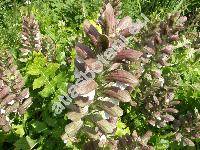 Acanthus longifolius Poir. (Acanthus hungaricus)