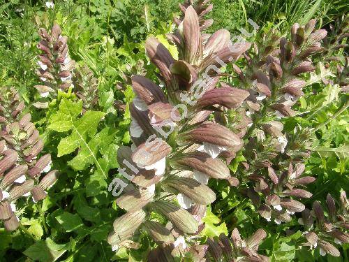 Acanthus longifolius Poir. (Acanthus hungaricus)