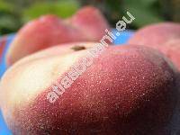 Prunus persica 'Peento'