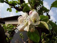 Malus domestica Borkh. 'Ontario'