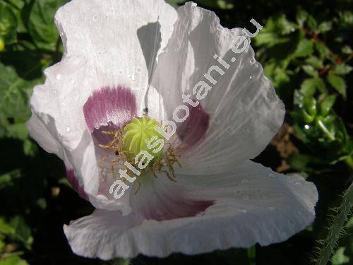 Papaver somniferum L. 'Sokol' (Papaver officinale L.)