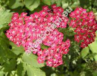 Achillea millefolium 'Cerise Queen'