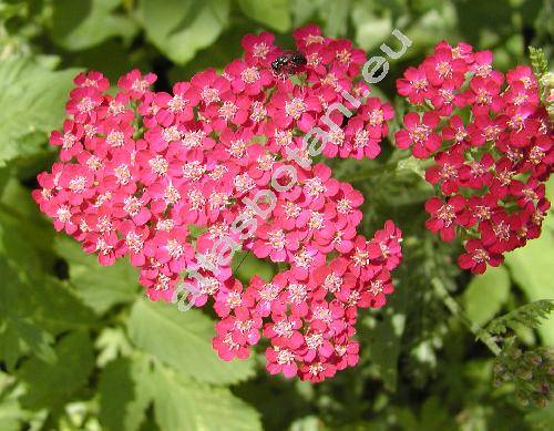 Achillea millefolium 'Cerise Queen'