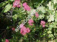 Achillea millefolium 'Cerise Queen'