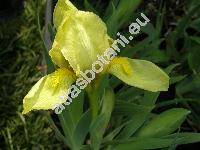 Iris humilis subsp. arenaria W. et K. (Iris arenaria W. et K., Iris humilis Georgi subsp. arenaria W. et K.)