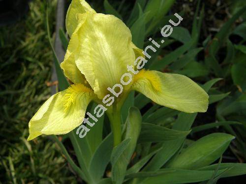 Iris humilis subsp. arenaria W. et K. (Iris humilis subsp. arenaria Waldst. et Kit., Iris arenaria Waldst. et Kit., Iris humilis Georgi subsp. arenaria Waldst. et Kit.)