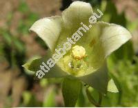 Codonopsis pilosula (Dangšen, Dang šen)
