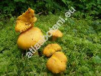 Cantharellus cibarius (Cantharellus cibarius Fr.)