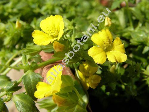 Mimulus 'Mecar Sundona' (Erythranthe)