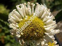 Leucanthemum 'Laspider'