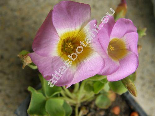 Oxalis depressa (Oxalis depressa Eckl. et Zeyh., Oxalis commutata var. pusilla Knuth, Oxalis otaviensis Knuth, Oxalis  dammeriana Schltr.)