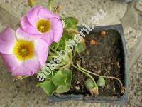 Oxalis depressa (Oxalis depressa Eckl. et Zeyh., Oxalis commutata var. pusilla Knuth, Oxalis otaviensis Knuth, Oxalis  dammeriana Schltr.)