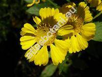 Helenium 'Sonnenwunder' (Helenium hybridum)