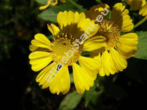 Helenium 'Sonnenwunder' (Helenium hybridum)