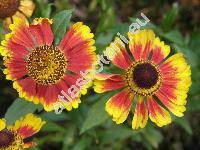 Helenium 'Margot' (Helenium hybridum)