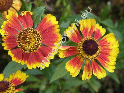 Helenium 'Margot' (Helenium hybridum)