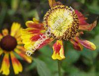 Helenium 'Margot' (Helenium hybridum)