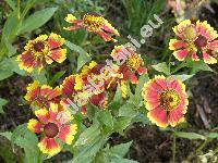 Helenium 'Margot' (Helenium hybridum)