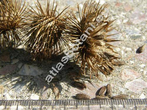 Arctium nemorosum Lej. (Arctium minus subsp. nemorosum (Lej.) Syme in Sowerby, Arctium macrospermum (Wallr.) Hayek)