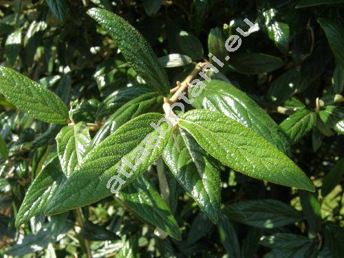 Viburnum 'Pragense' (Viburnum rhytidophyllum x Viburnum utile, Viburnum x pragense)