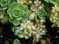 Sedum pachyclados (Sedum pachycladus)